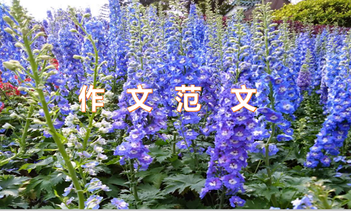 我的拿手好戏六年级600字作文5篇