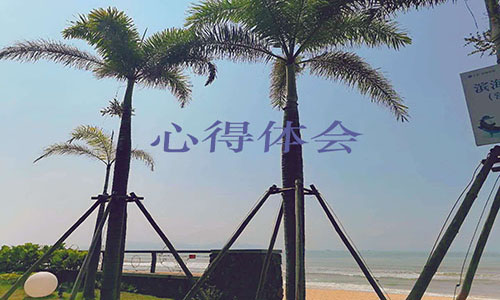 学习张桂梅先进事迹个人心得感想